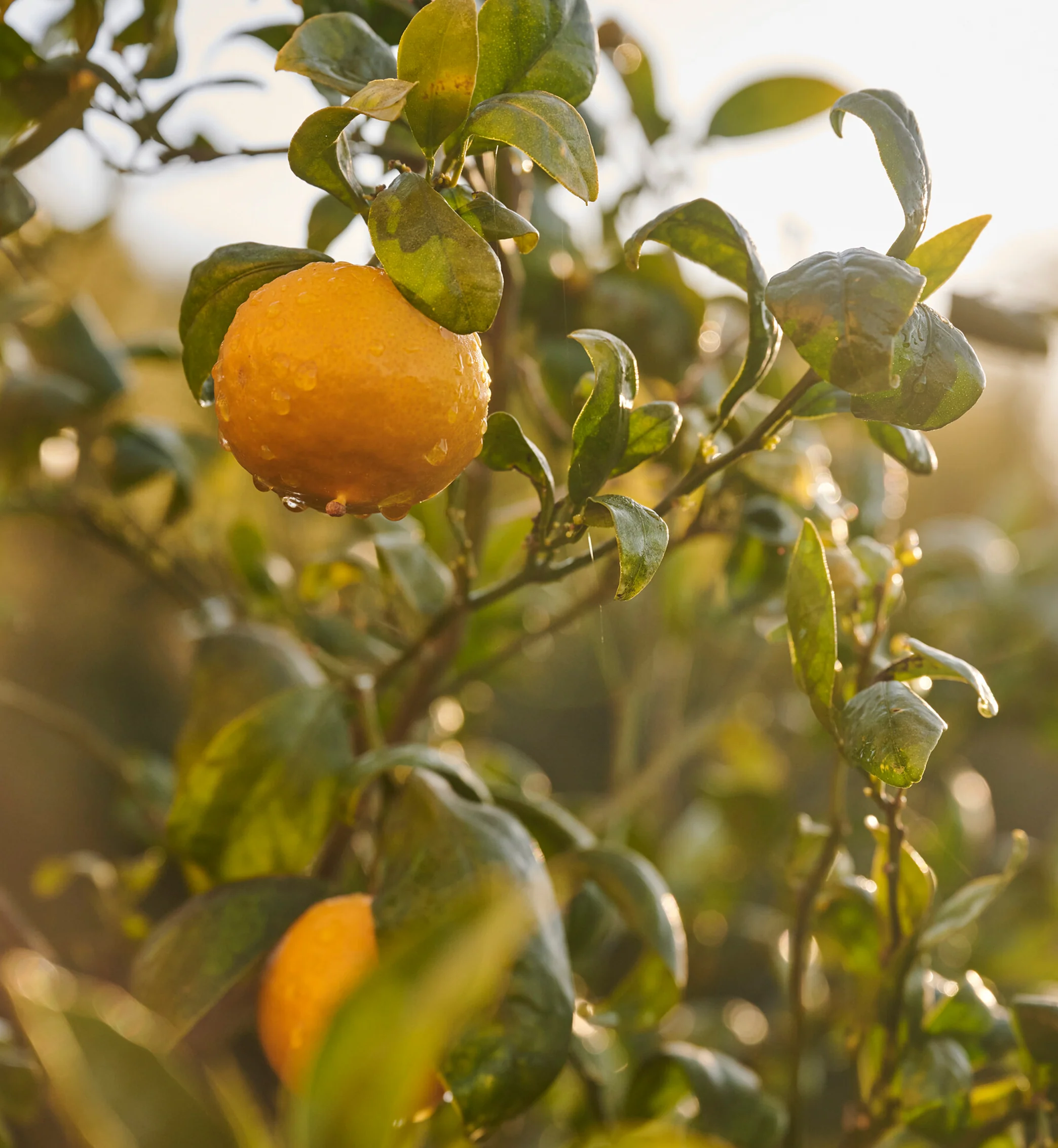 Orange Marmalade - Image 4